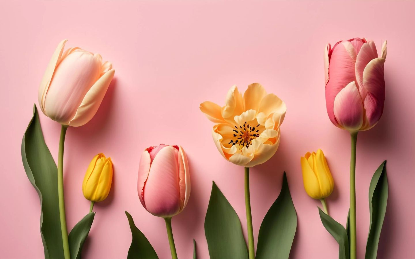 Tulip pastel nõn hồng, nhẹ nhàng