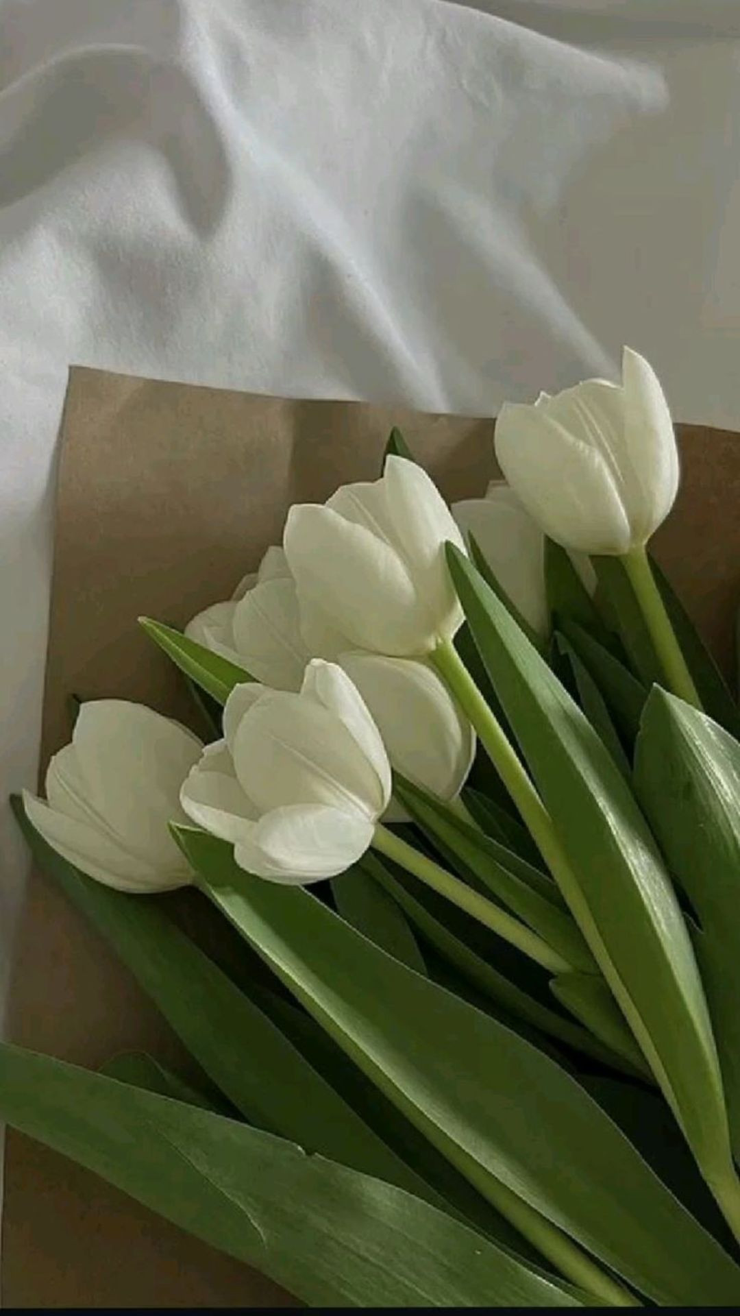 Cánh đồng tulip trắng mộng mơ