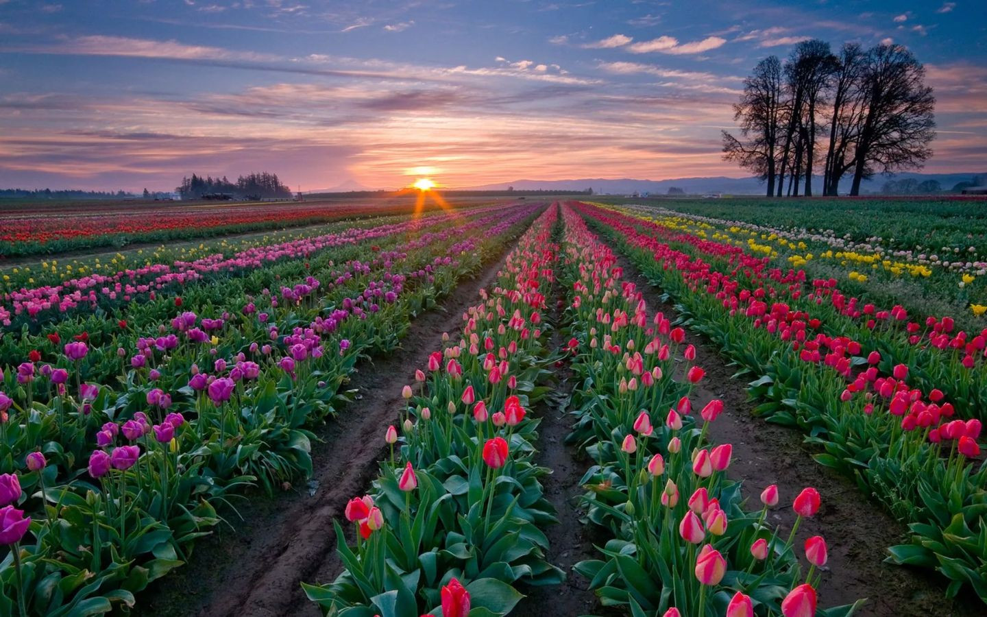 Bình minh ứng hồng trên cánh đồng tulip