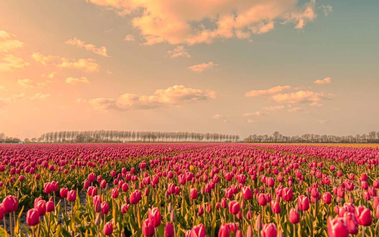Tulip hồng mơ màng dưới ánh hoàng hôn