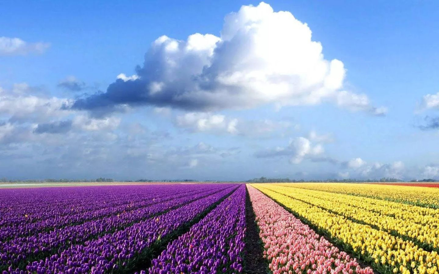 Cánh đồng tulip tím vàng bình yên