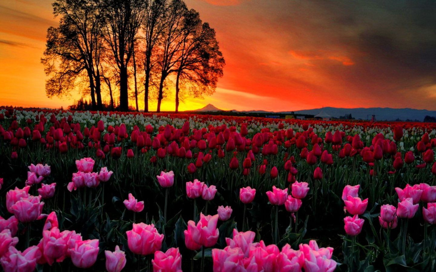 Tulip hồng rực rỡ dưới ánh hoàng hôn