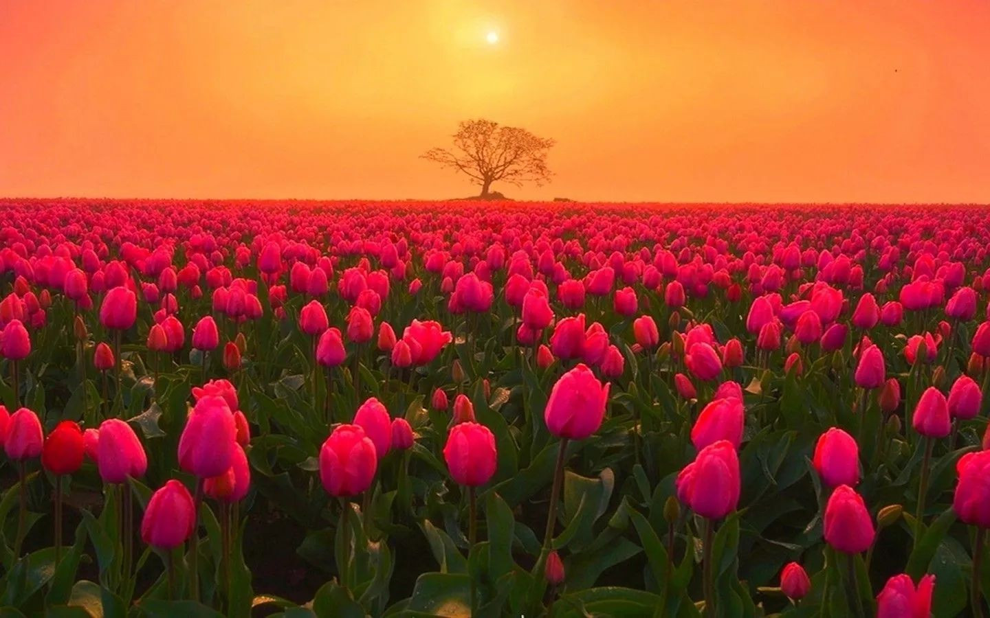 Biển tulip hồng rực rỡ lúc hoàng hôn