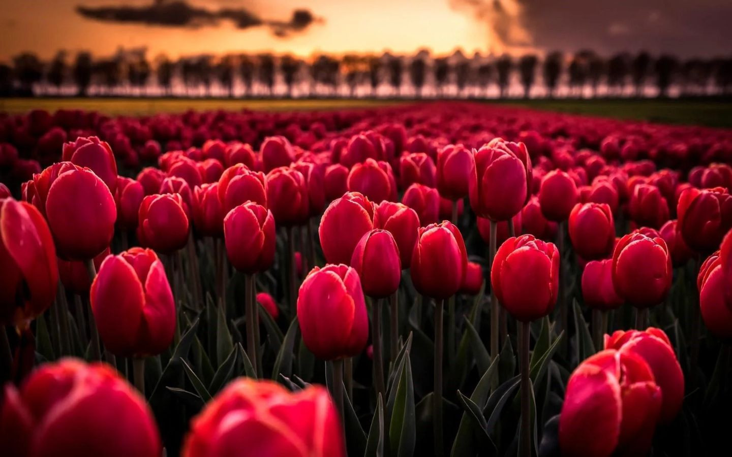 Tulip hồng thắm, vẻ đẹp tĩnh lặng