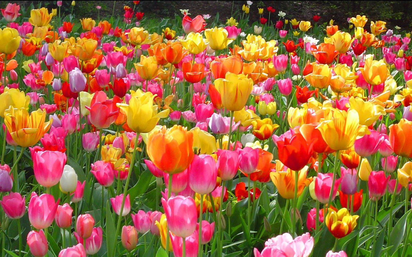 Vườn tulip rực rỡ muôn sắc màu