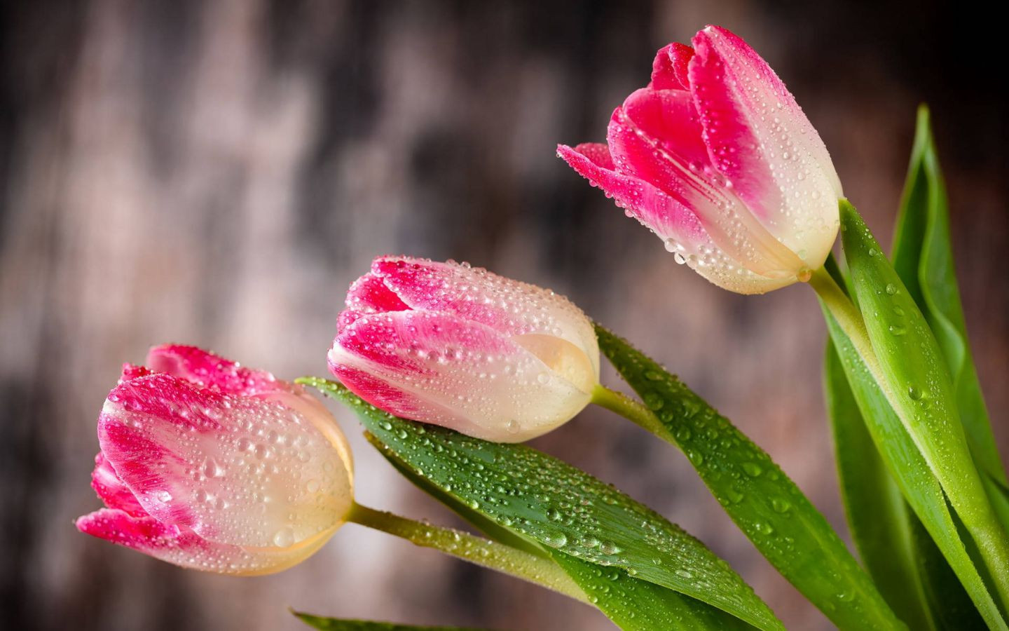 Tulip hồng e ấp giọt sương mai