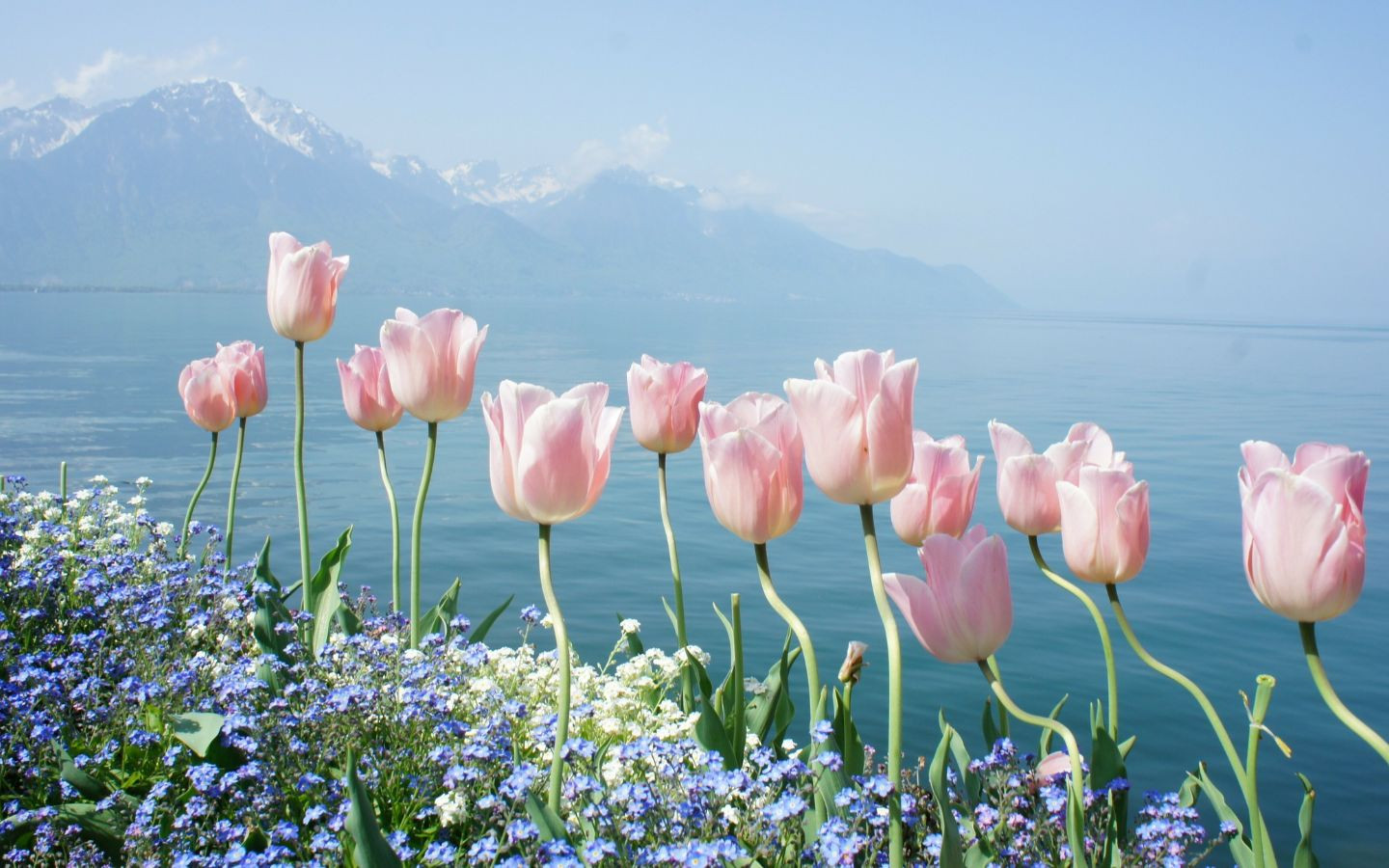 Tulip pastel mộng mơ bên sườn núi
