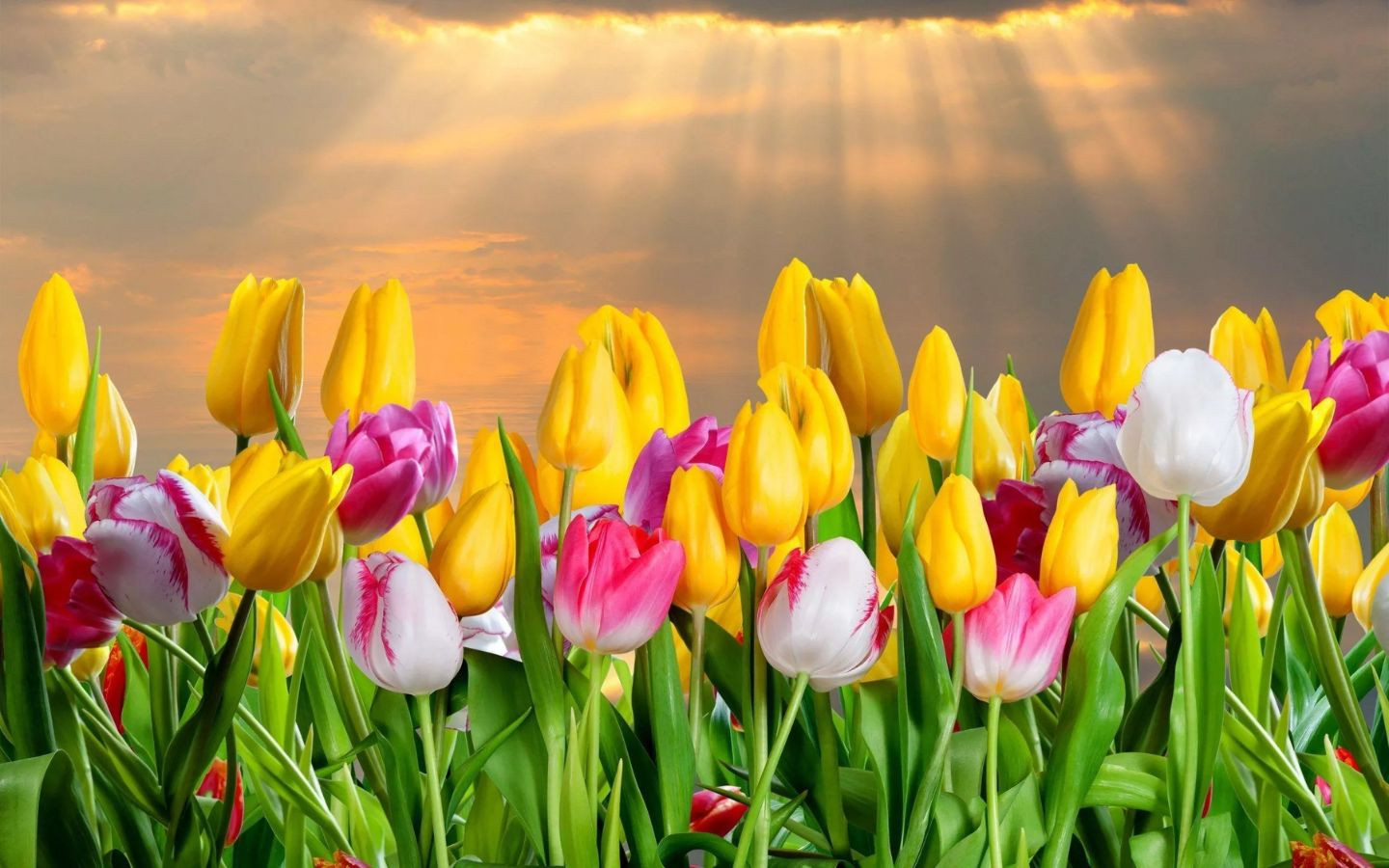 Tulip đủ màu rực rỡ ban mai
