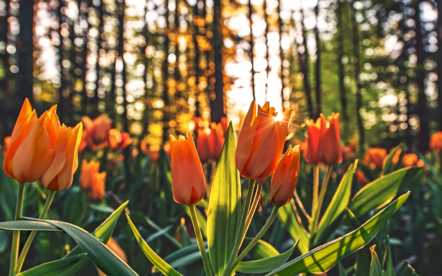Tulip cam rực rỡ giữa rừng cây