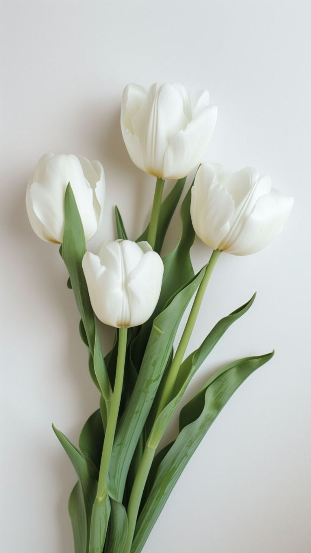 Bó tulip trắng sang trọng