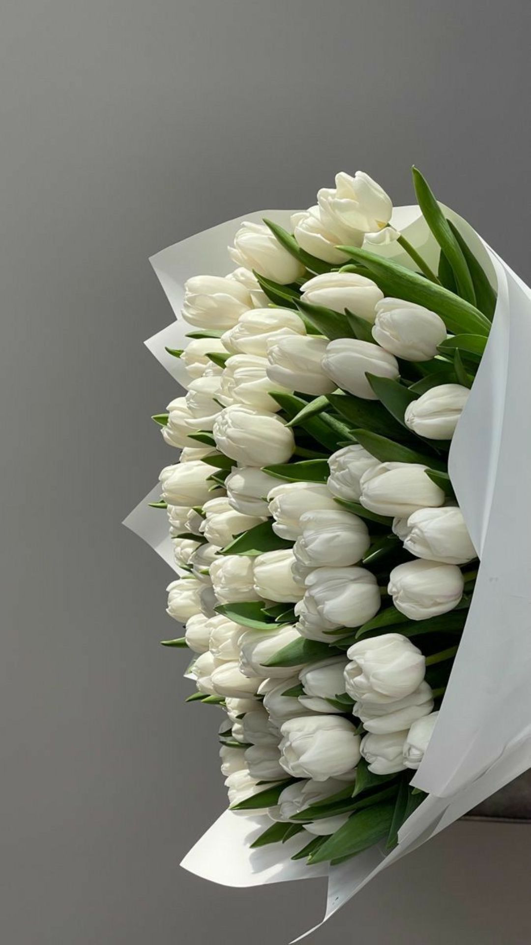Tulip trắng trên nền tối bí ẩn