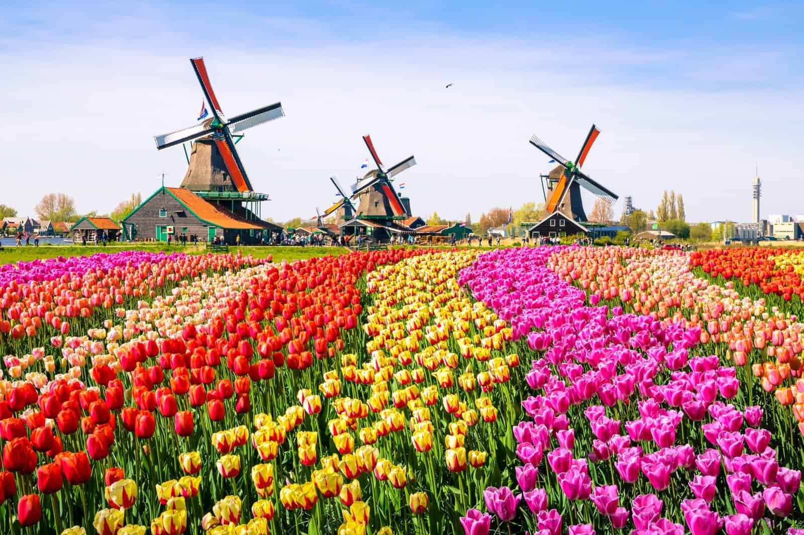 Bông hoa tulip màu hồng hé nở trong vườn