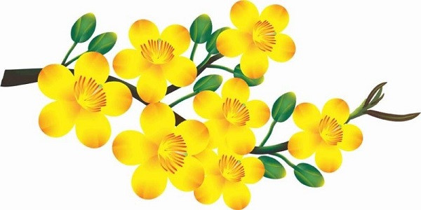 Alt text: Một cành hoa mai vàng với nhiều bông hoa và nụ mai đang nở rộ