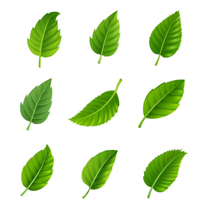Hình ảnh lá cây PNG, vector dùng trong thiết kế
