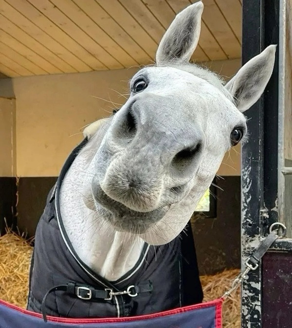 Mã đáo thành công meme hài hước 27