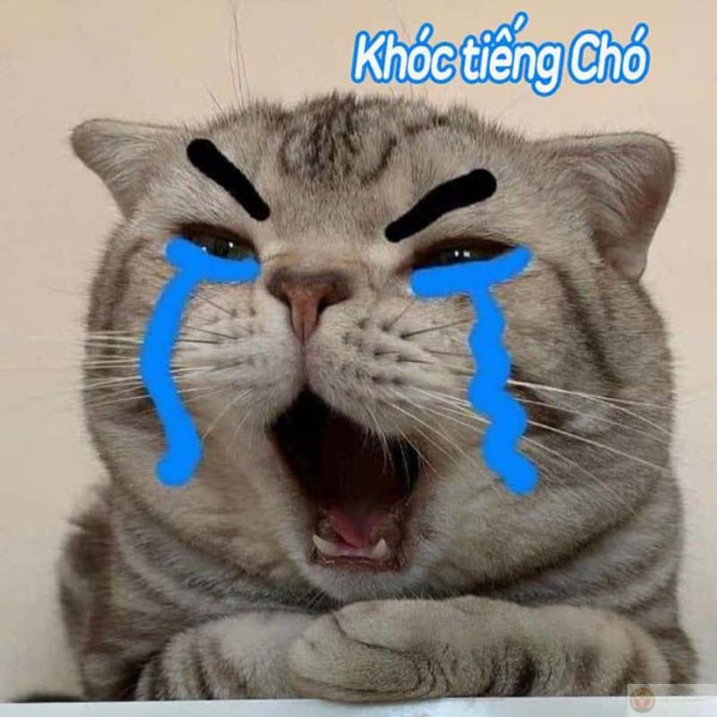 Chú mèo với biểu cảm hờn dỗi quay lưng lại đầy tâm trạng