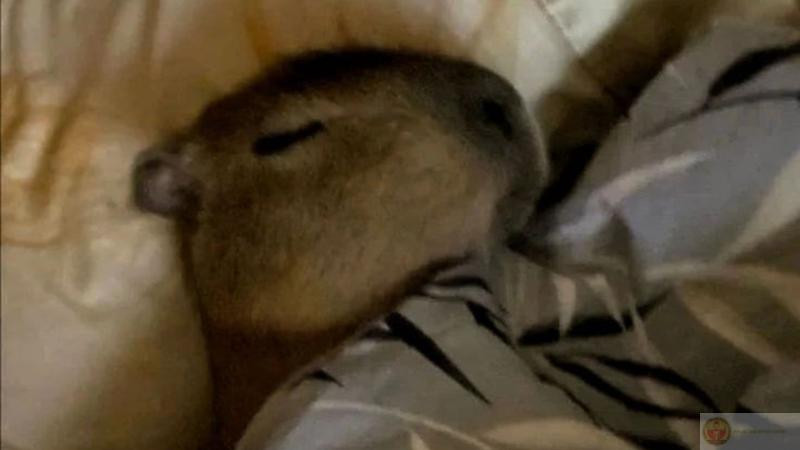Capybara với đôi mắt nhắm nghiền, miệng há to như đang hét, biểu cảm đầy hài hước và cường điệu