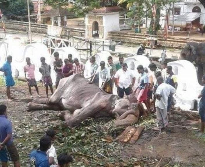 Voi Tikiri gầy trơ xương sau lớp trang phục lễ hội ở Sri Lanka