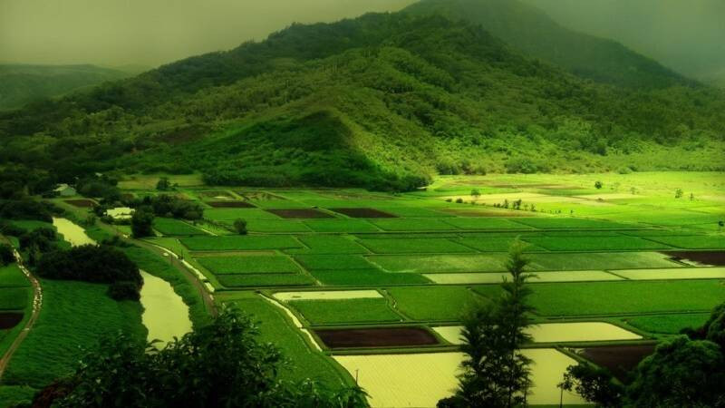 Cầu gỗ bắc qua con suối nhỏ ở làng quê