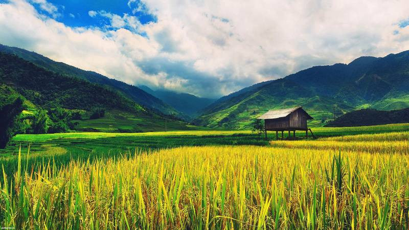 Cảnh đồng lúa chín vàng ươm dưới nắng hè