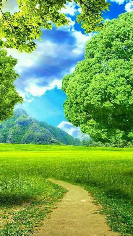 Cầu gỗ đơn sơ bắc qua dòng suối nhỏ