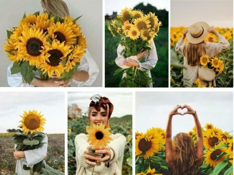 Gợi ý tạo dáng ảnh hoa hướng dương tự nhiên và thư thái.