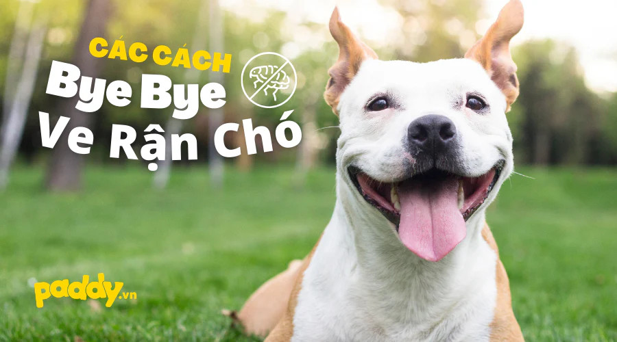 Chó cưng và nguy cơ bị ve rận