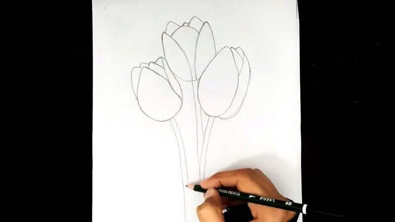 Minh họa bước vẽ cánh hoa tulip bằng bút chì