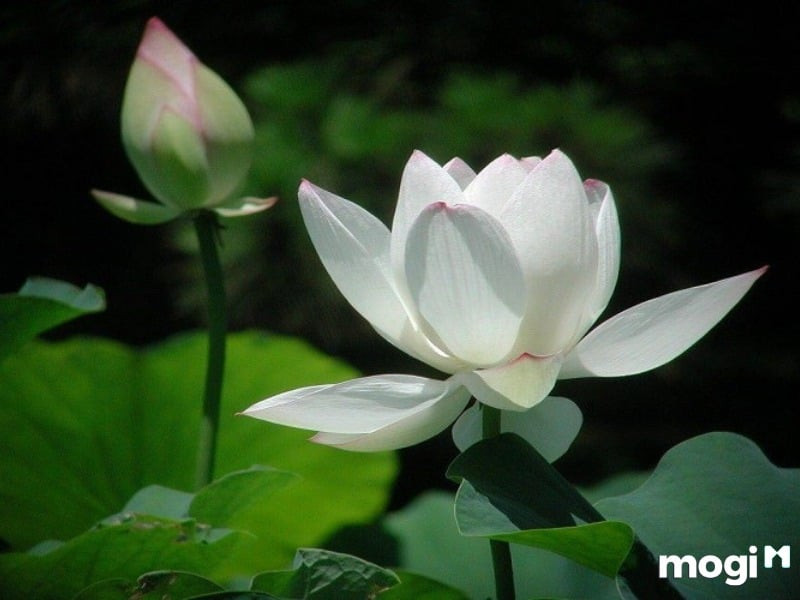 Ý nghĩa của Hoa Sen Trắng