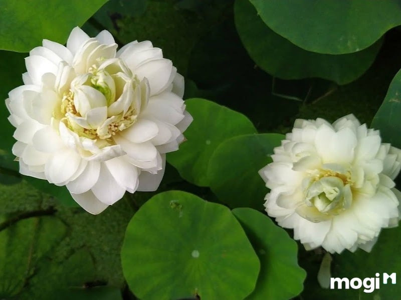Hoa sen tại các quốc gia khác