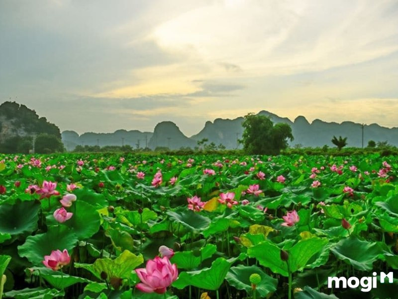 Ý nghĩa của hoa sen tại các quốc gia khác