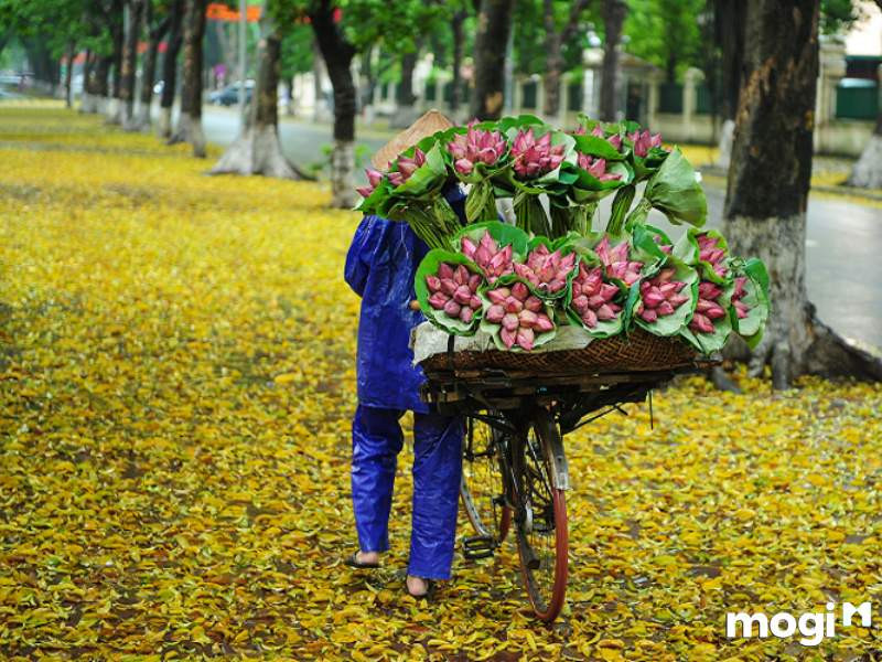 Hoa sen tượng trưng cho điều gì trong văn hóa người Việt