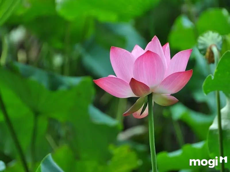 Ý nghĩa của hoa sen