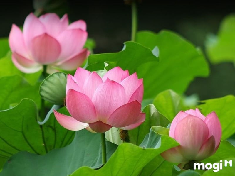 Ý nghĩa của hoa sen trong văn hóa Việt Nam